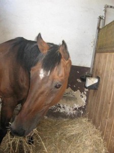 Obrazek